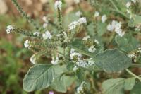 Heliotropium europaeum