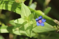 Lysimachia foemina