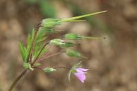 Erodium cicutarium