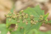 Chenopodiastrum hybridum