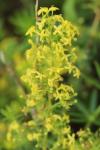 Galium verum