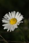 Bellis perennis