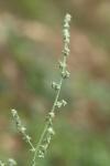 Atriplex patula