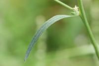 Atriplex patula