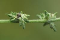 Atriplex patula