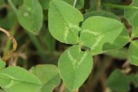 Trifolium repens