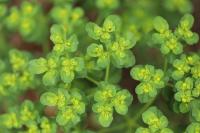 Euphorbia helioscopia