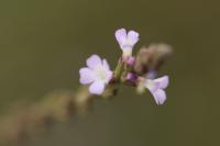 Verbena officinalis
