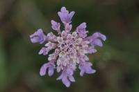 Scabiosa columbaria