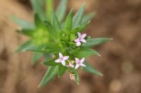 Sherardia arvensis