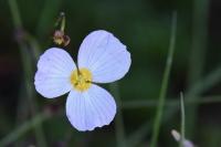 Baldellia ranunculoides