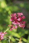 Centranthus ruber