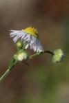 Symphyotrichum x salignum