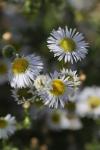 Symphyotrichum x salignum