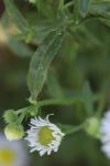 Symphyotrichum x salignum