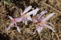 Colchicum autumnale