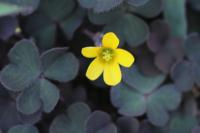 Oxalis corniculata