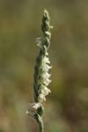Spiranthes spiralis