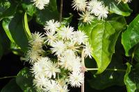 Clematis vitalba