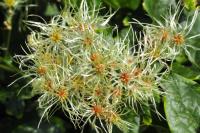 Clematis vitalba
