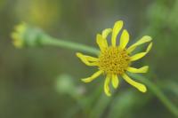 Senecio inaequidens