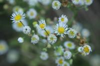 Symphyotrichum x salignum