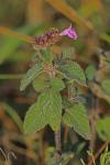 Clinopodium vulgare