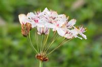 Butomus umbellatus
