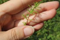 Crassula helmsii