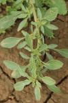 Amaranthus blitoides