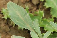 Amaranthus blitoides