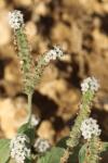 Heliotropium europaeum