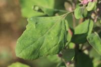 Chenopodium vulvaria