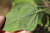 Chenopodium vulvaria