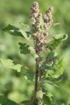 Chenopodium vulvaria