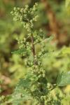 Chenopodiastrum murale