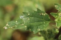 Chenopodiastrum murale