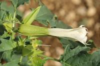 Datura stramonium
