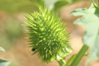 Datura stramonium