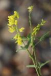 Melilotus officinalis