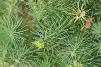 Euphorbia cyparissias