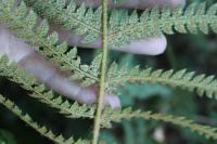 Polystichum setiferum