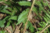 Polystichum setiferum