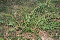 Polystichum setiferum