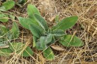 Pilosella aurantiaca