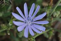 Cichorium intybus