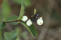 Symphoricarpos albus