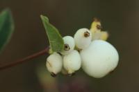 Symphoricarpos albus