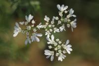Coriandrum sativum