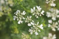 Coriandrum sativum